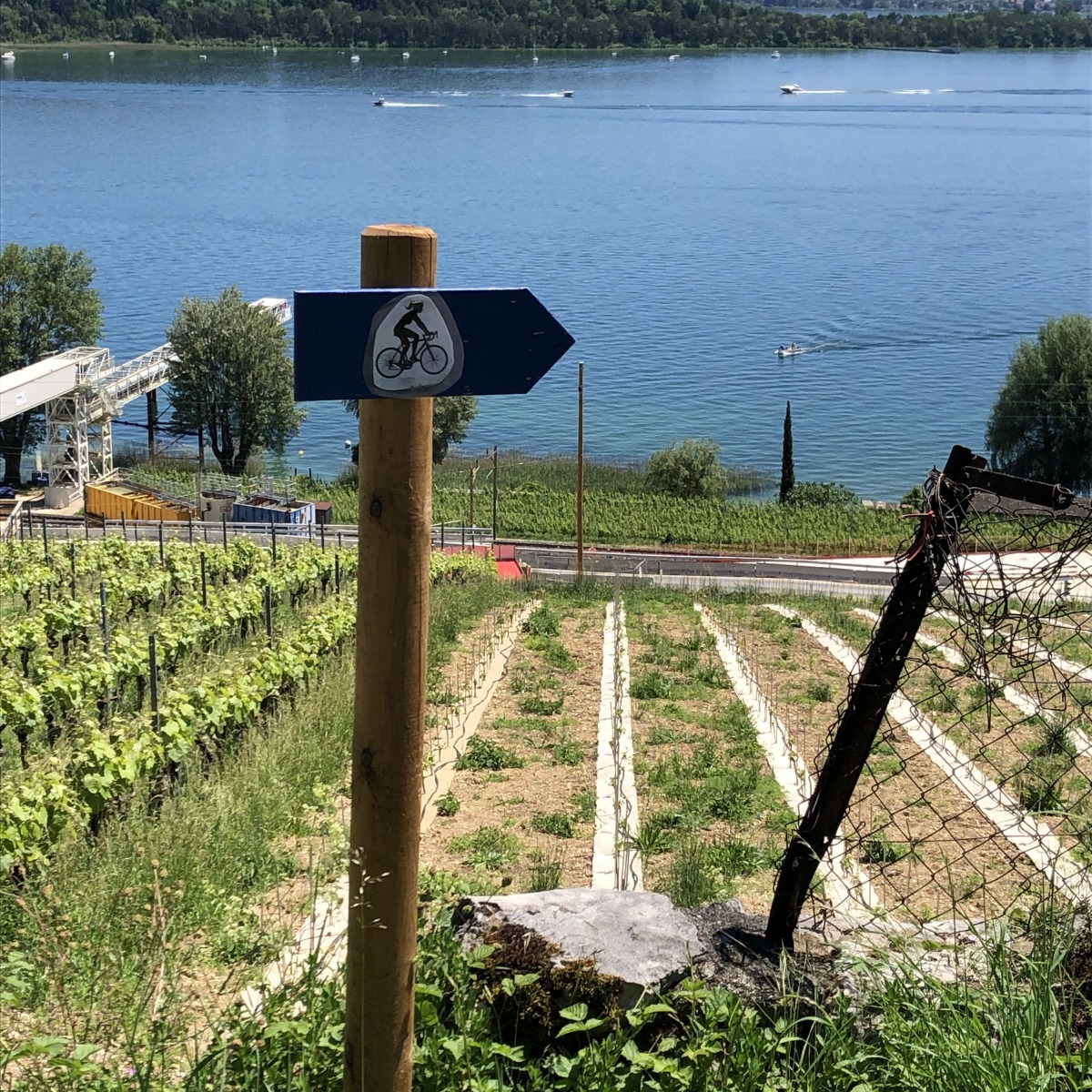 12_vignoble