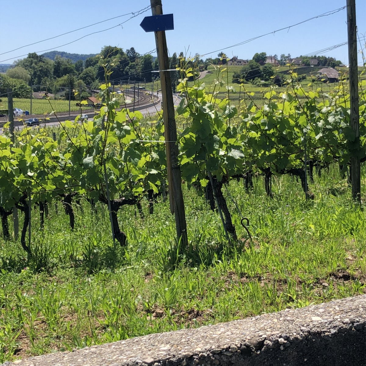 13_vignoble
