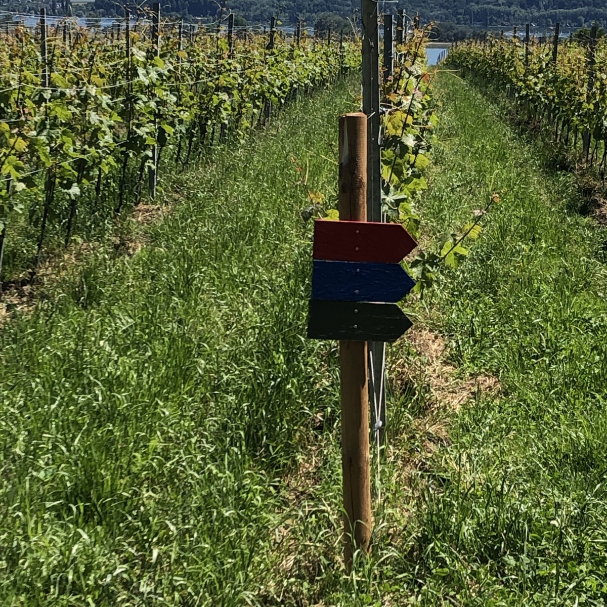 22_vignes